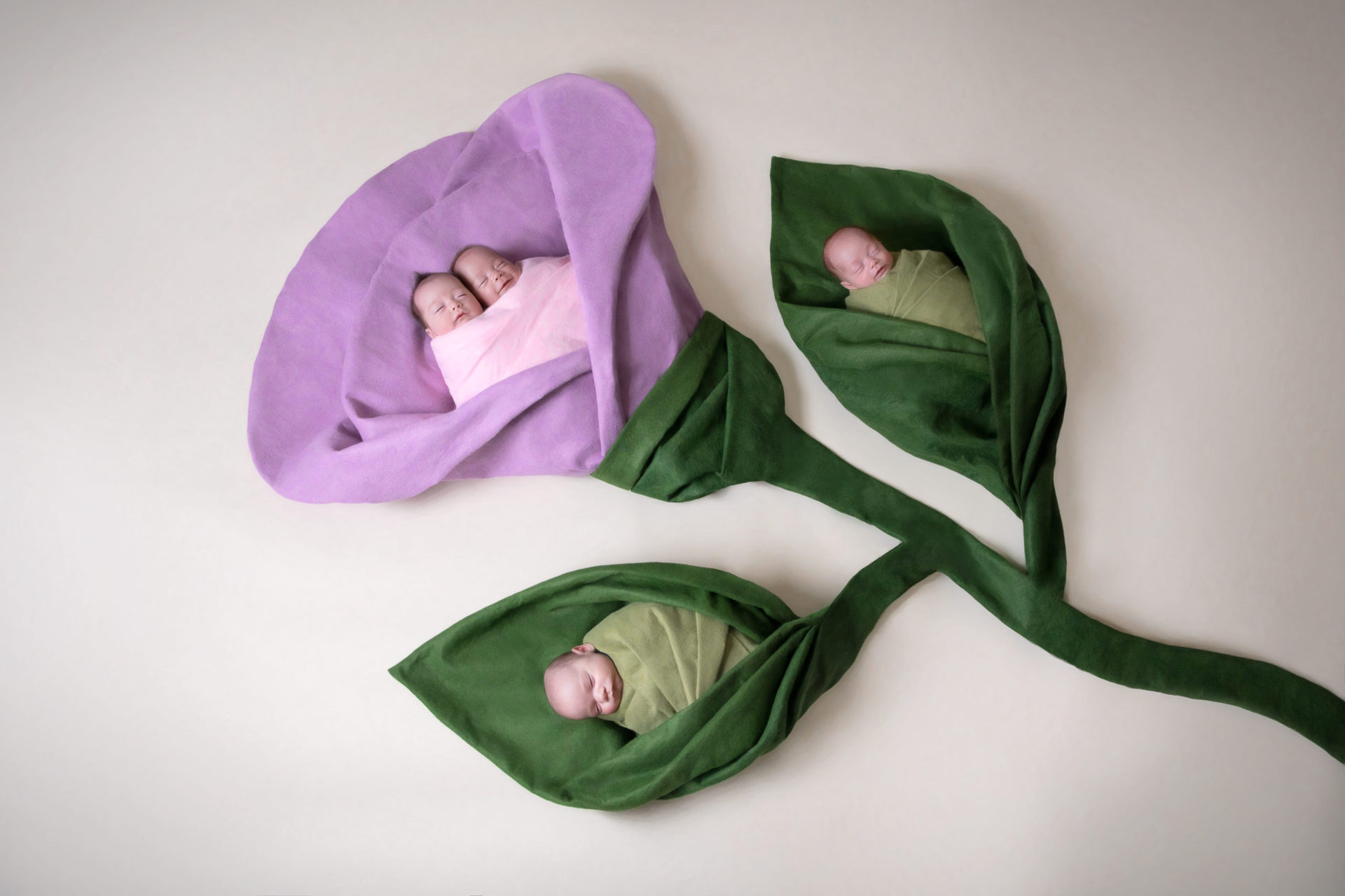 Artistic flower shape set up shows 4 newborn siblings. Two of them are wrapped together on pink two newborns are wrapped separately on green colors. Light backdrop. 90 degrees shot.