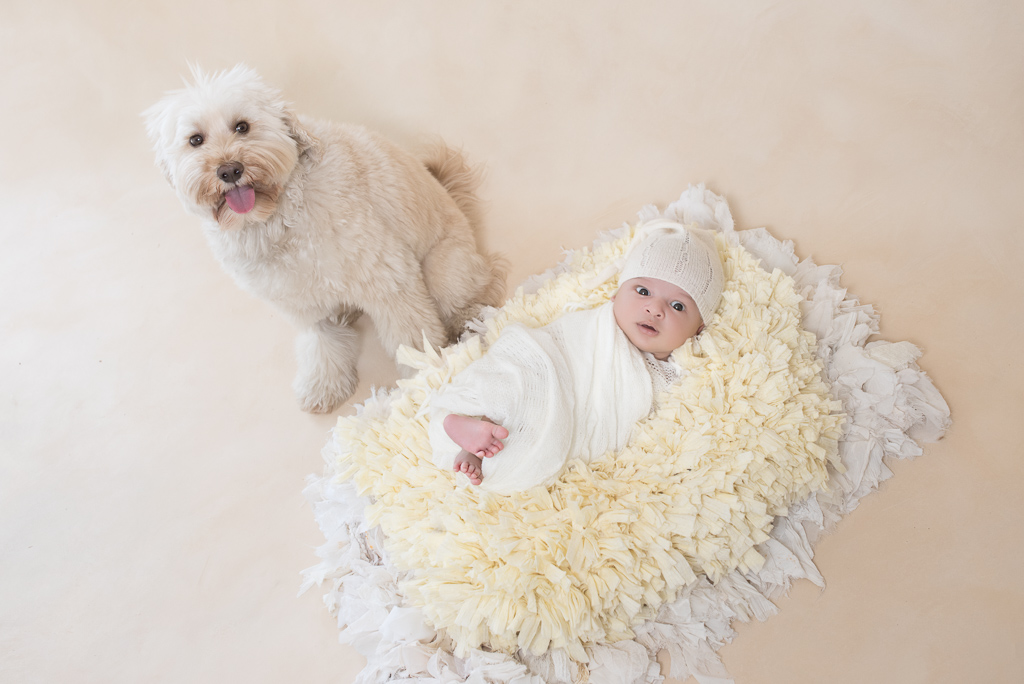 Newborn baby on light color wrap and hat rests on yellow and white decorative fluffy carpet. Next to it, a light color dog sits while looking at the camera. Light brown backdrop.