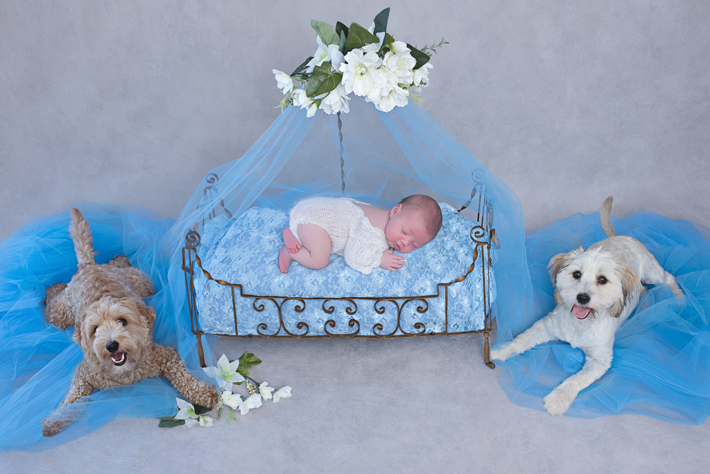 Newborn rests on bed prop decorated on blue tones. Two dogs are sitting one on each side of the bed. Light gray backdrop.
