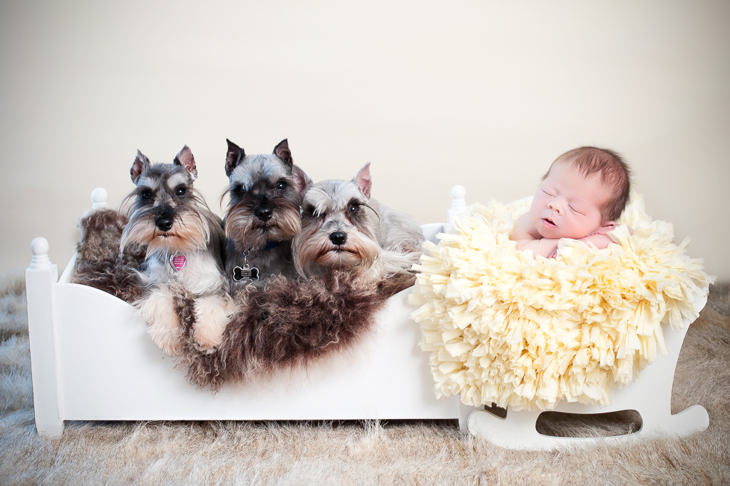 A baby rests on yellow carpet while 3 dogs sit next her.