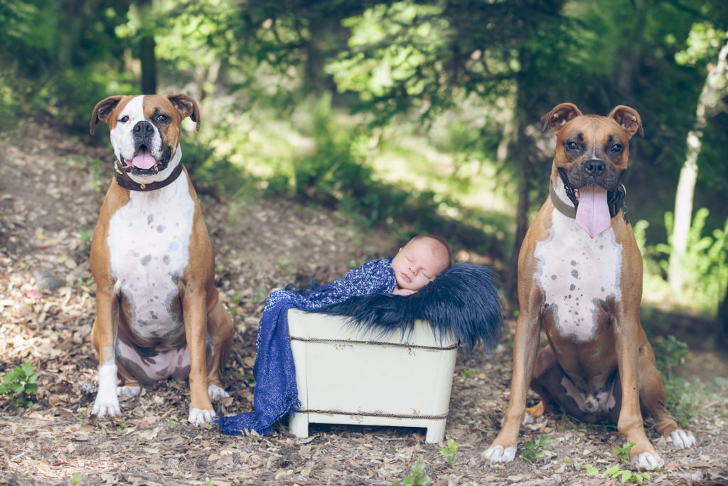 Newborn posing in basket prop with his two family dogs, one dog on each side.