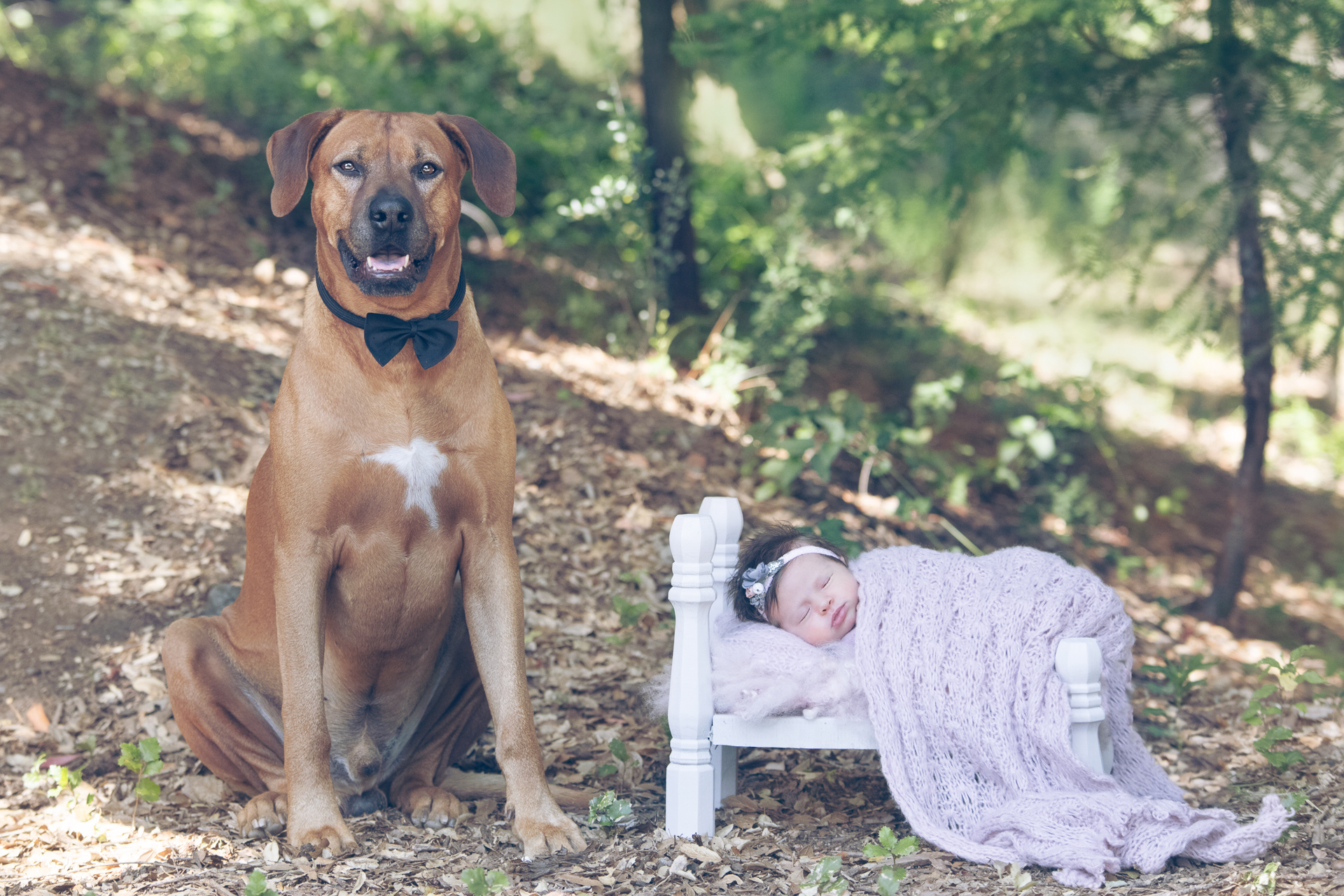 Newborn rests outdoors on bed prop covered by purple blanket, wears purple headband. Dog on blue bow sits next to her.
