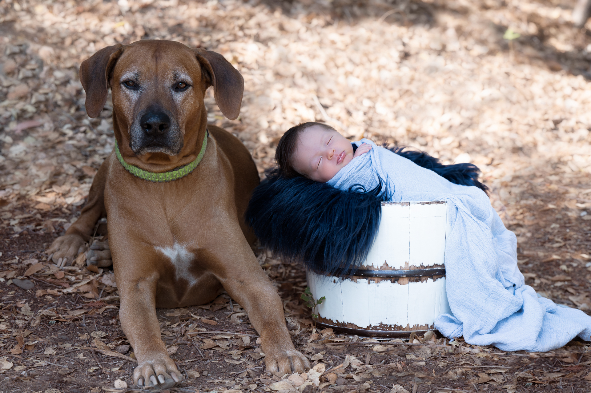 Newborn baby posing outdoors next to his family's dog.